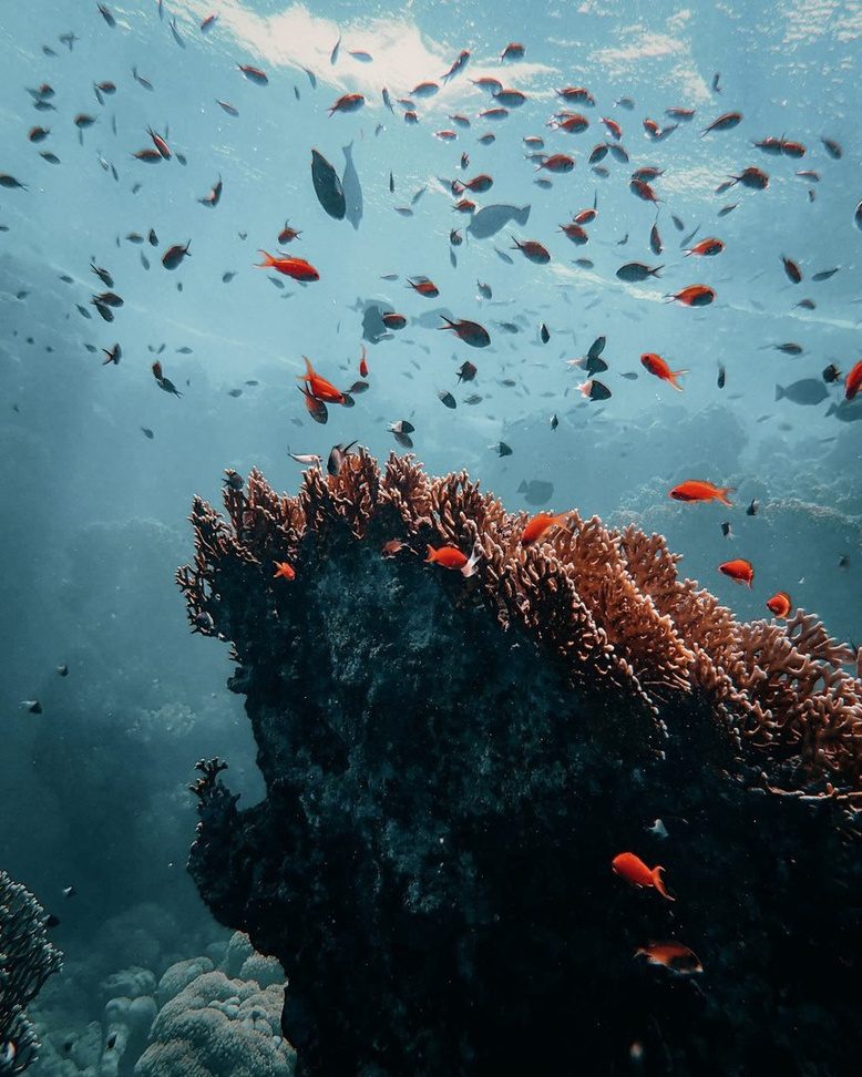 The underwater world